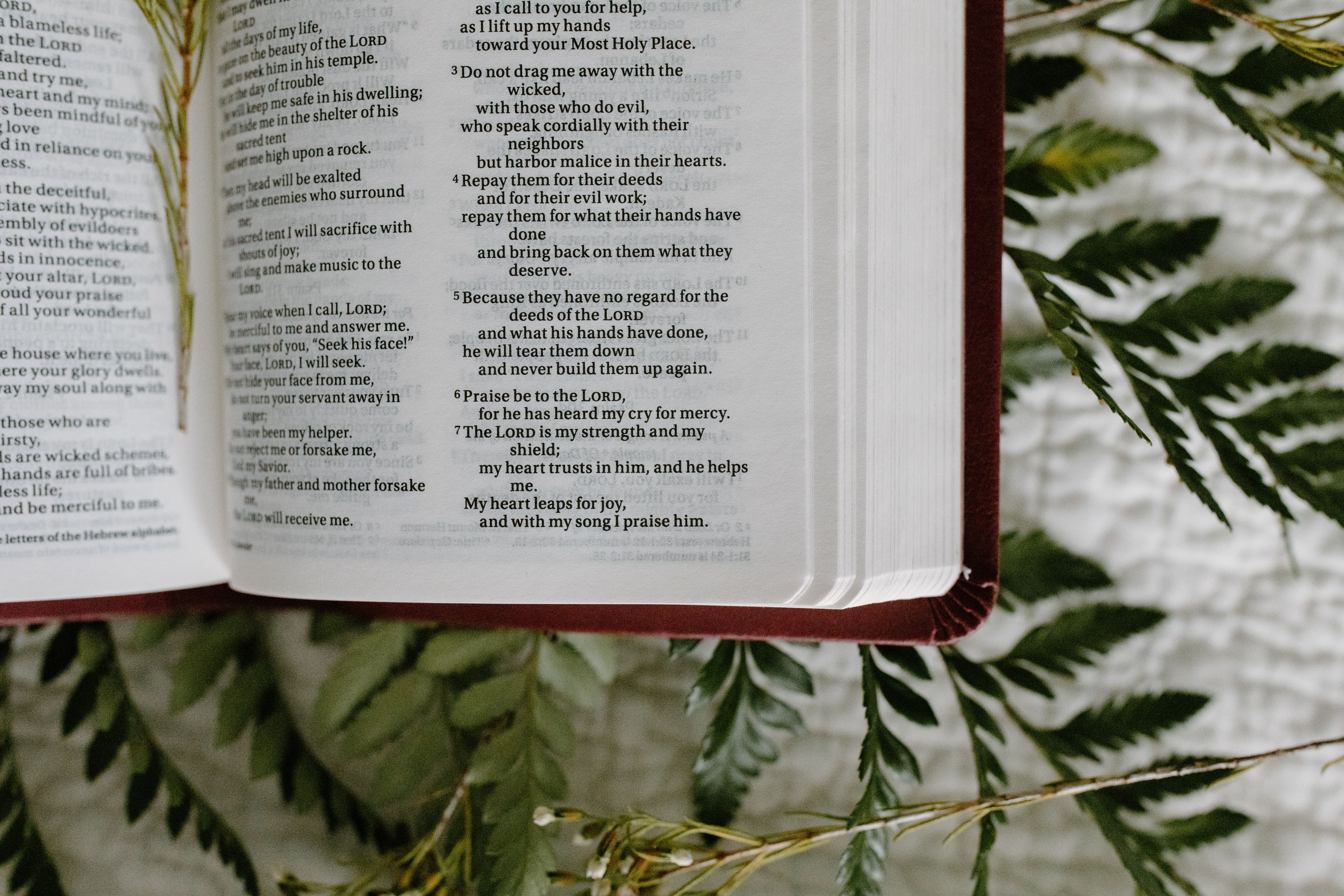 Open Bible surrounded by green leaves, symbolizing peaceful Scripture reading and comfort.